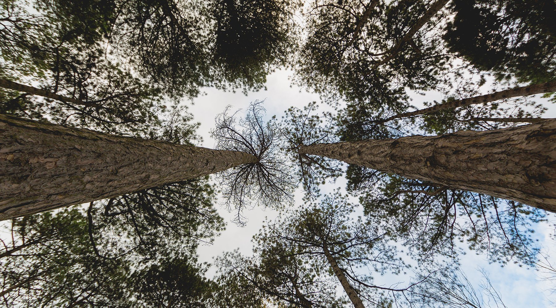 Silence et bains de forêts, les meilleurs méthodes pour reposer son cerveau - 23heures59éditions